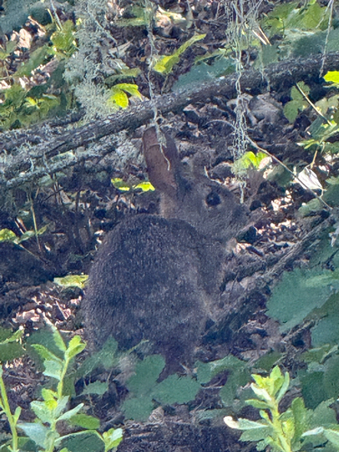 iNaturalist observation photo of Brush Rabbit