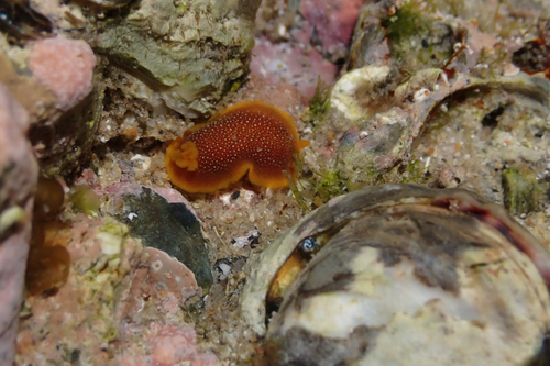Doriopsilla gemela