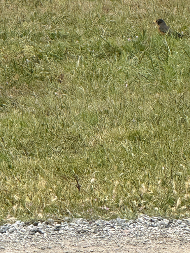 iNaturalist observation photo of American Robin