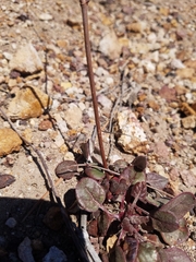 Eriogonum nudum nudum