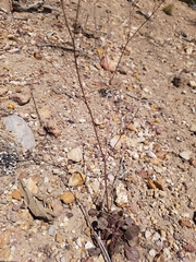 Eriogonum nudum nudum