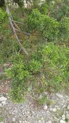 Juniperus saltillensis