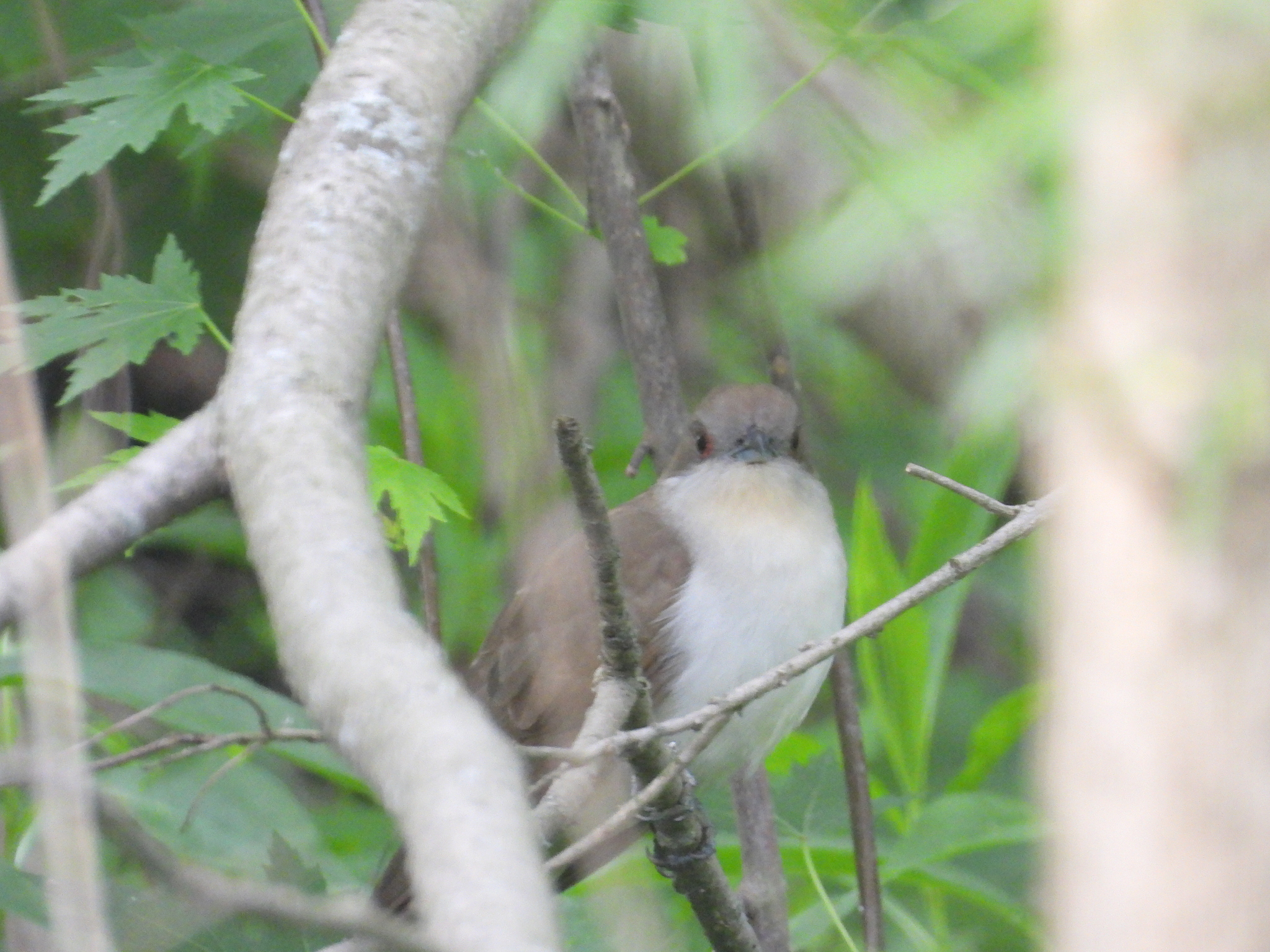 Black-billed Cuckoo (Coccyzus erythropthalmus), photo 3