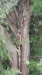 Juniperus saltillensis