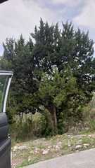 Juniperus saltillensis