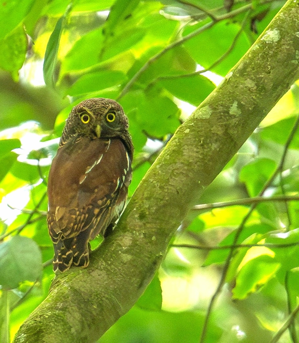 Javan Owlet (Glaucidium castanopterum), photo 2