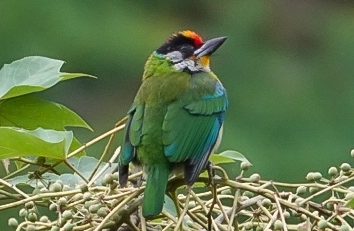 Golden-throated Barbet (Psilopogon franklinii), photo 3
