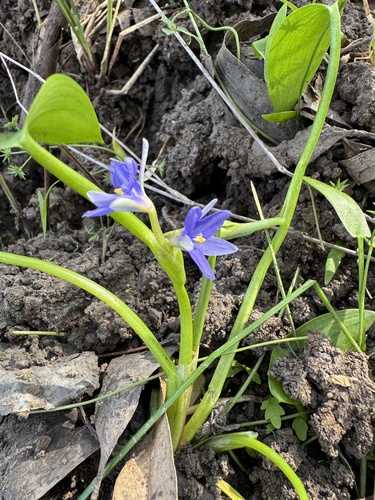 Pontederia cyanea observed 2026-04-11