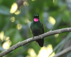 Heliodoxa rubricauda