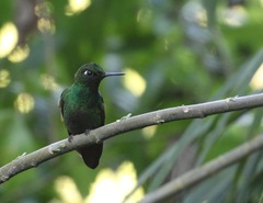 Heliodoxa rubricauda