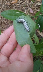 Heliconius charithonia