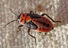 Lygaeus kalmii