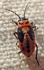 Lygaeus kalmii