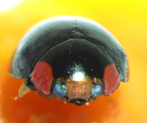 Bigeminate Sigil Lady Beetle photo 3