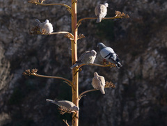 Streptopelia decaocto