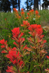 Castilleja hispida acuta