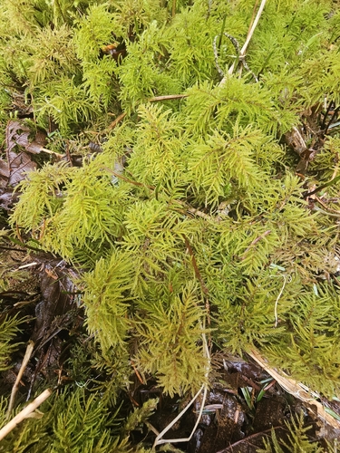 Pleuroziopsis ruthenica observed 2026-05-02