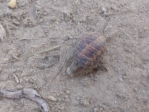 Garden Snail