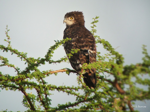 Black-chested Snake-Eagle
