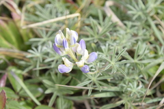 Lupinus variicolor