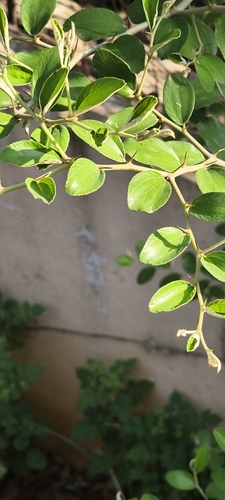 Ziziphus nummularia, photograph 1