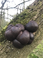 Daldinia concentrica