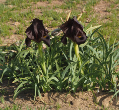 Iris atrofusca