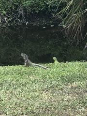 Iguana iguana