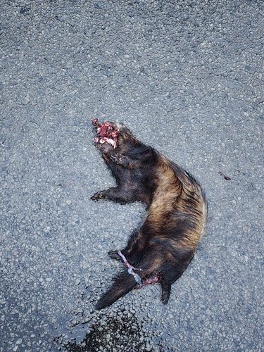 Western Polecat