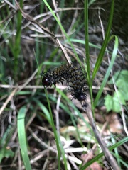Hemileuca maia