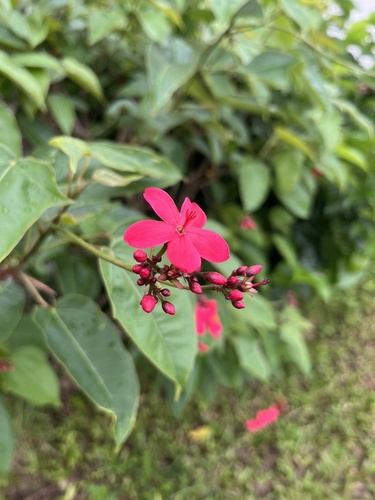 Jatropha integerrima 'Variegata'