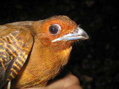 Harpactes orrhophaeus