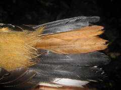 Harpactes orrhophaeus