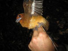 Harpactes orrhophaeus