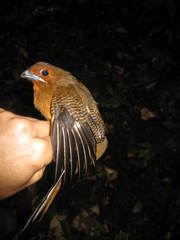 Harpactes orrhophaeus