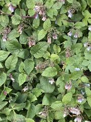 Symphytum × hidcotense