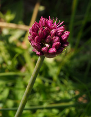 Allium aschersonianum