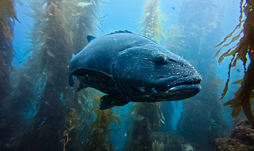 Stereolepis gigas