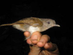 Alcippe brunneicauda