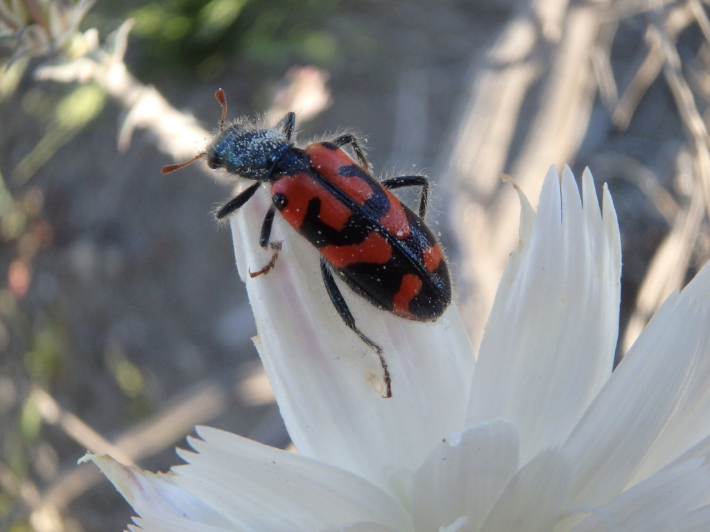 Ornate Checkered Beetle