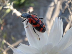 Ornate Checkered Beetle
