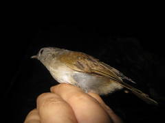 Alcippe brunneicauda