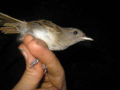 Alcippe brunneicauda