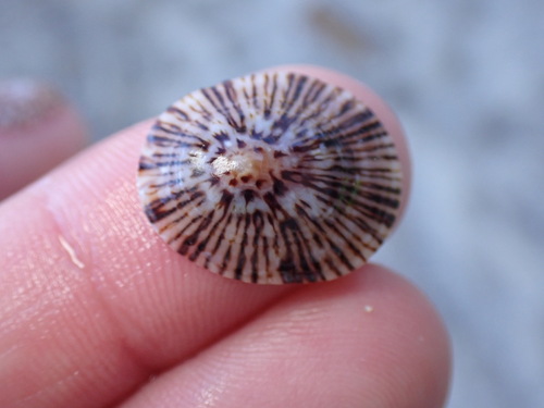 Acmaea antillarum, 2026-04-19