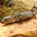 Knob-scaled Lizards - Photo (c) fabbyg, some rights reserved (CC BY-NC), uploaded by fabbyg