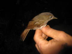 Alcippe brunneicauda