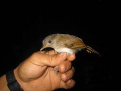 Alcippe brunneicauda