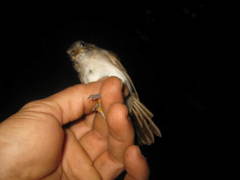 Alcippe brunneicauda