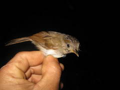 Alcippe brunneicauda