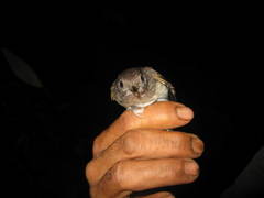 Alcippe brunneicauda